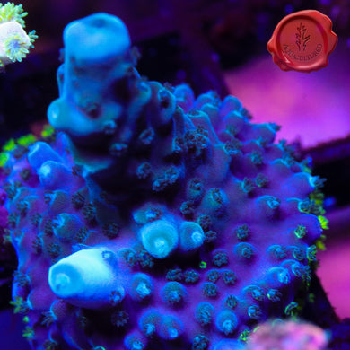 BC Blue Polyp Granny