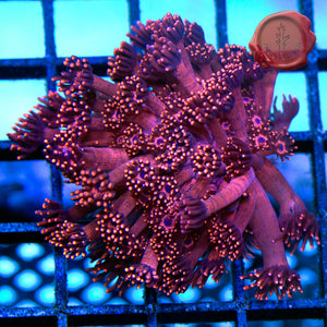 BLA Red Tiger Goniopora 03