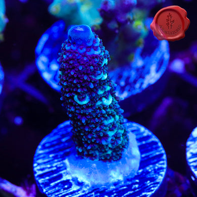 Raising Reefs Blue Flame