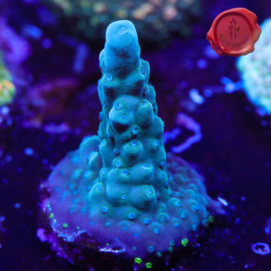 BC Blue Polyp Granny