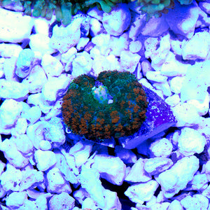 gumdrop mushroom coral