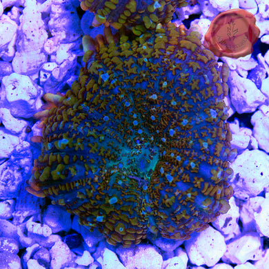 rhodactis mushroom coral