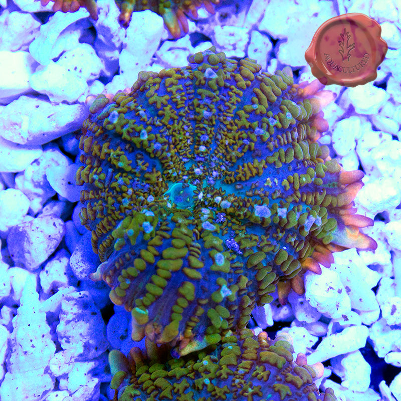 rhodactis mushroom coral