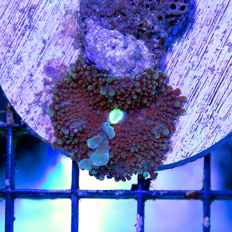 ricordea yuma mushroom coral