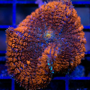 Goody Gumdrop Mushroom Coral