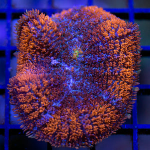 Goody Gumdrop Mushroom Coral