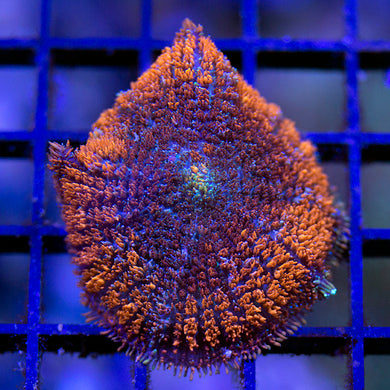 Goody Gumdrop Mushroom Coral