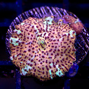 Leopard Discosoma Mushroom 02