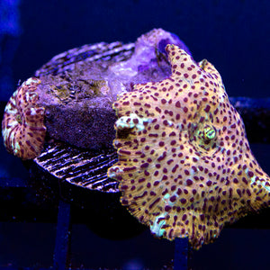 Leopard Discosoma Mushroom 04