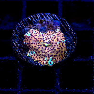 leopard discosoma mushroom