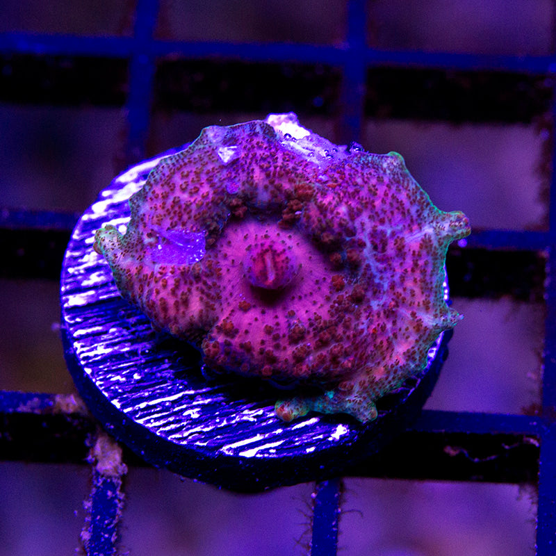 Neglecta Mushroom 05 – Black Label Aquatics