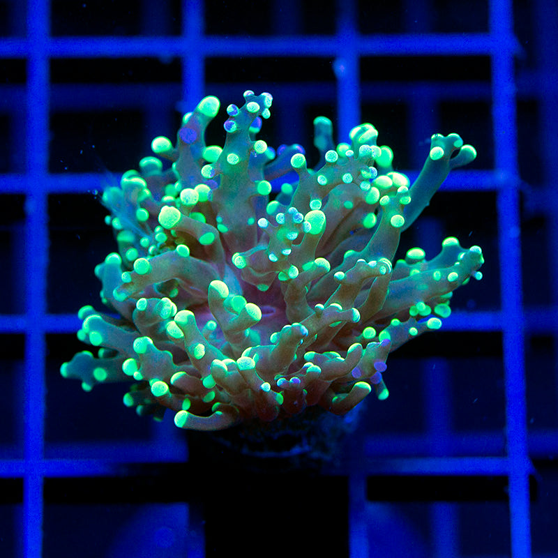 Green Tip Frogspawn 01