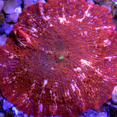 Ultra Pink Jawbreaker Mushroom