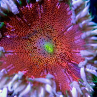 Rock Flower Anemone 02