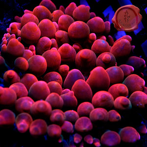 Sherman Rose Bubbletip Anemone 02