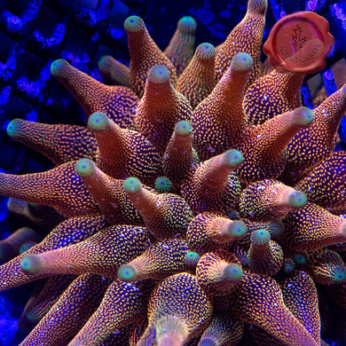 Texas Inferno Bubbletip Anemone 01