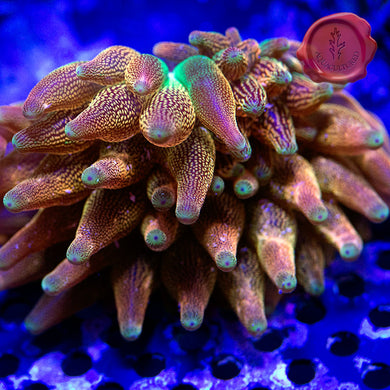 Texas Inferno Bubbletip Anemone 02