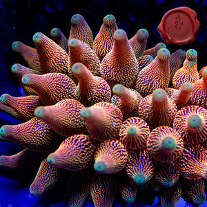 Texas Inferno Bubbletip Anemone 03