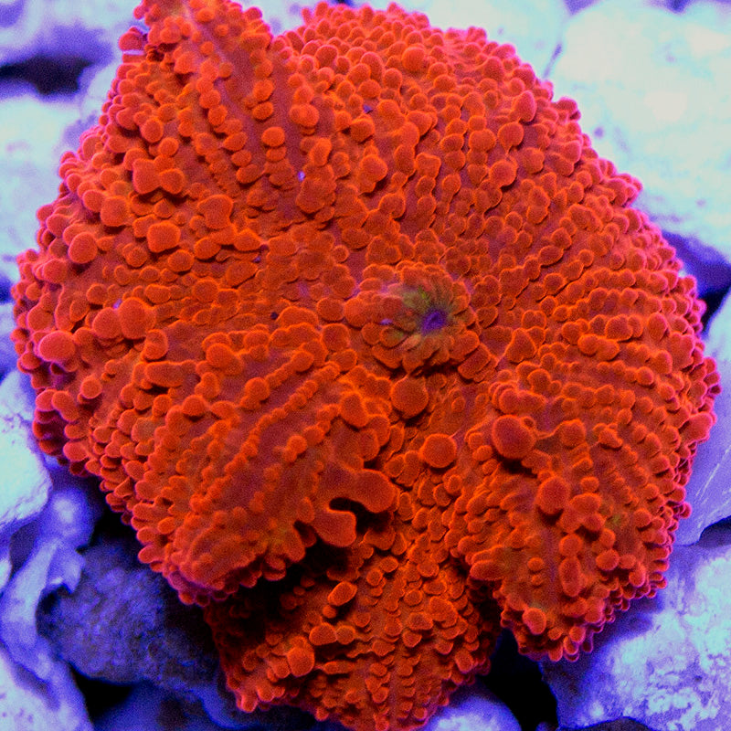 Ultra Jawbreaker Mushroom 02