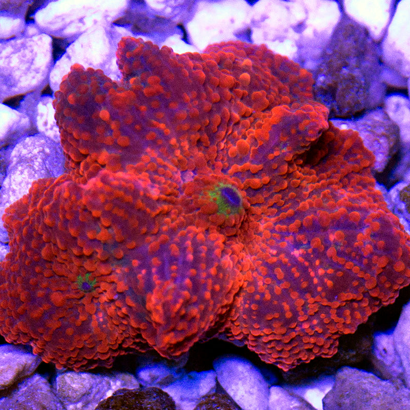 Ultra Jawbreaker Mushroom 11 Double Mouth