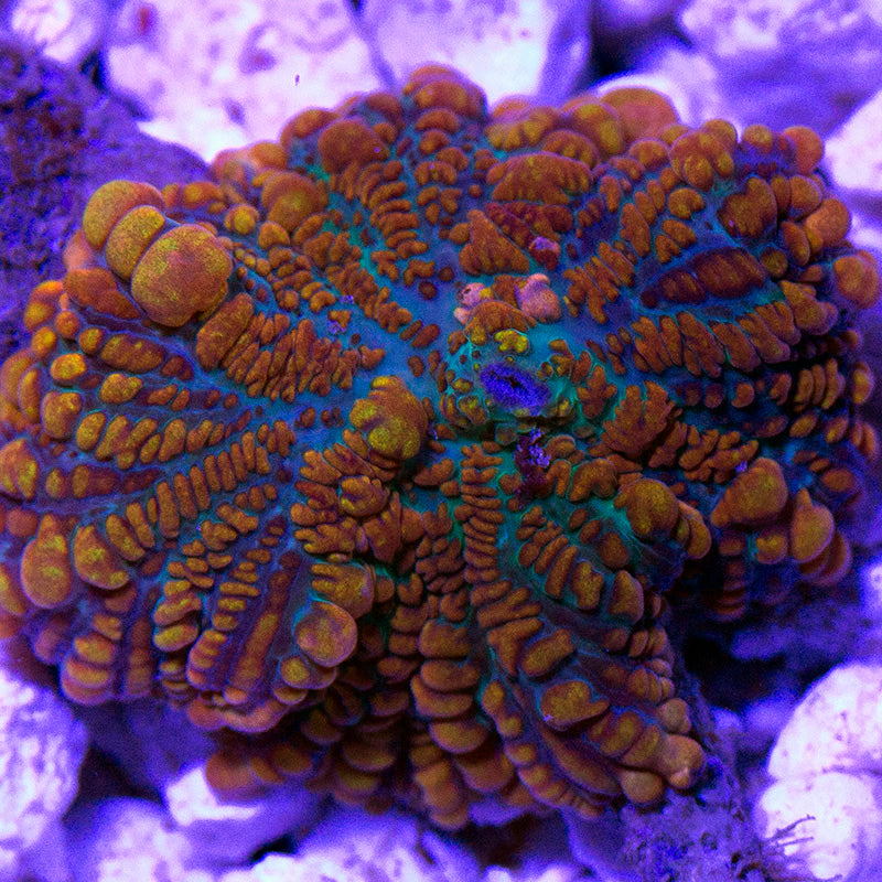 Ultra Rhodactis Mushroom 01